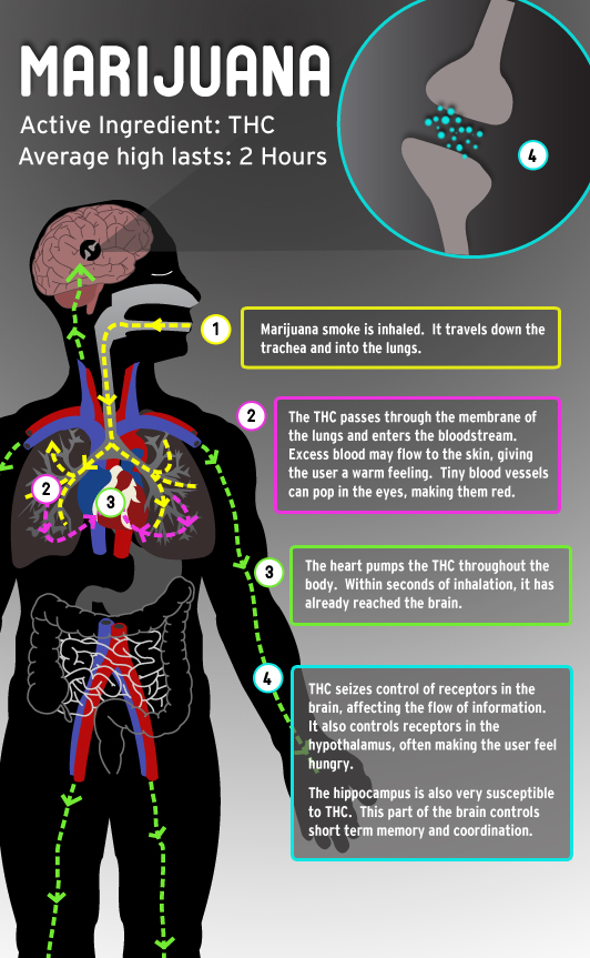 About Marijuana Infographic Image