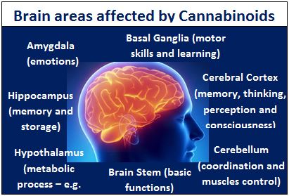 Marijuana facts body effects