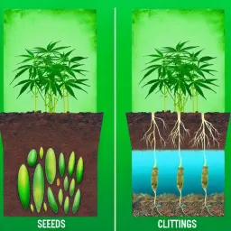 growing cannabis from cuttings vs seeds
